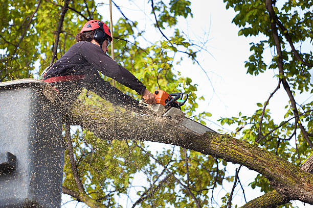 Best Storm Damage Tree Cleanup  in Greenville, DE